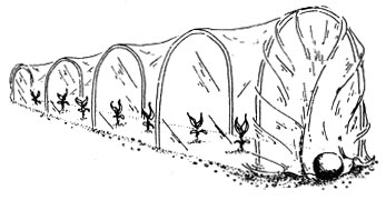 
Modified cloche gardening using plastic sheeting weighted down with rock.
